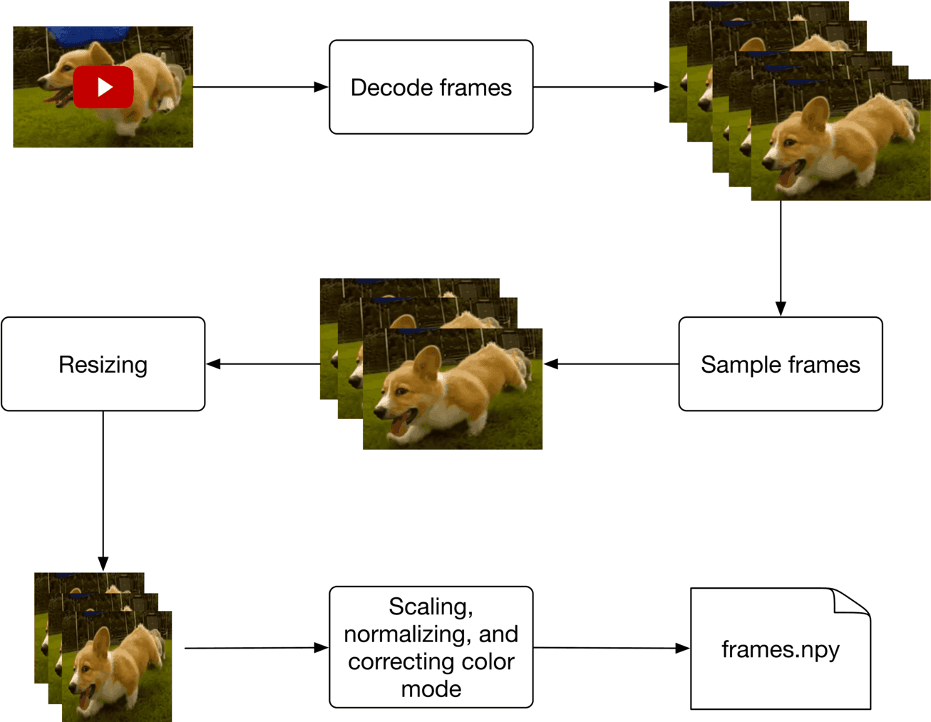 Image represents a data preprocessing pipeline for a video of a corgi running. The process begins with a video file (represented by a YouTube play button overlayed on a video still), which is fed into a 'Decode frames' block. This block outputs a sequence of individual frames from the video. These frames then follow two parallel paths. The upper path involves directly 'Sampling frames' from the decoded sequence, resulting in a subset of frames. The lower path first involves 'Resizing' the frames to a smaller size. These resized frames are then processed by a 'Scaling, normalizing, and correcting color mode' block, which performs image enhancement and standardization. Finally, the output from both paths is combined and saved as a NumPy array file named 'frames.npy'. Arrows indicate the flow of data between each processing step.